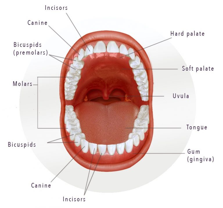 Wisdom Teeth Removal – Archer Dental