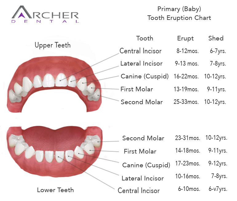 When baby teeth come in chart Archer Dental